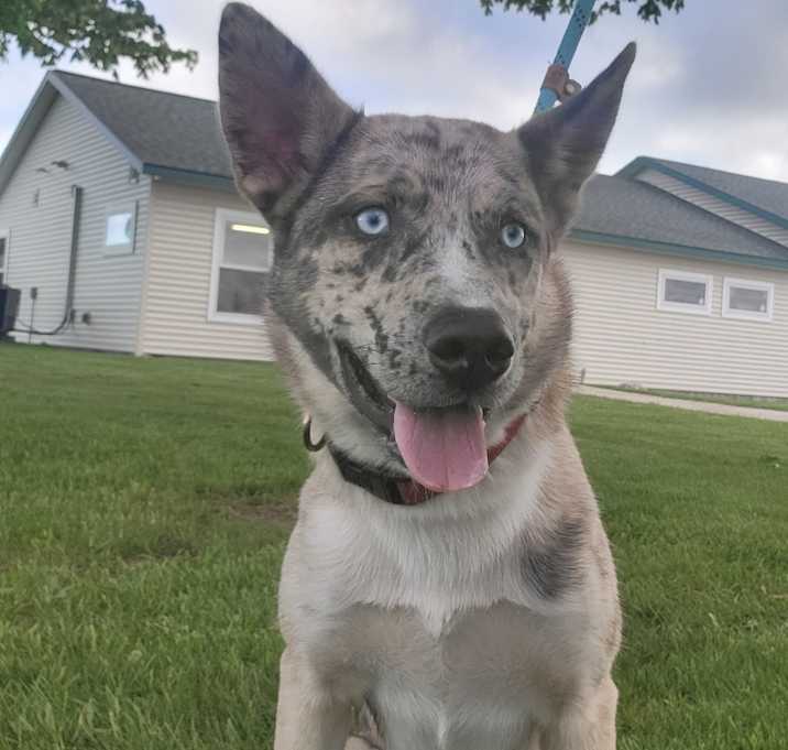 Photo of Viper