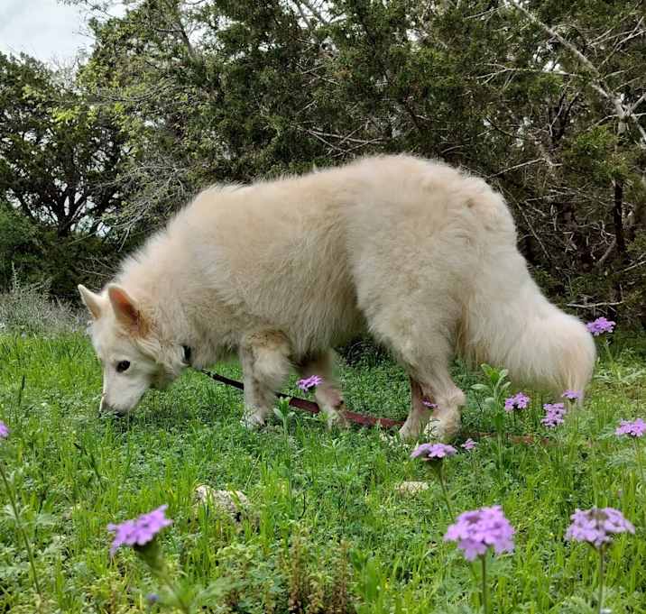 Photo of Nanook