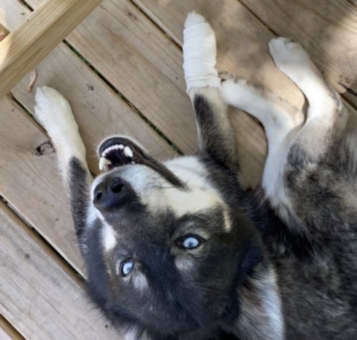 Photo of Koda