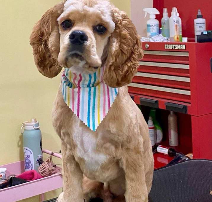 Photo of Copper -No kids, No Big Dogs
