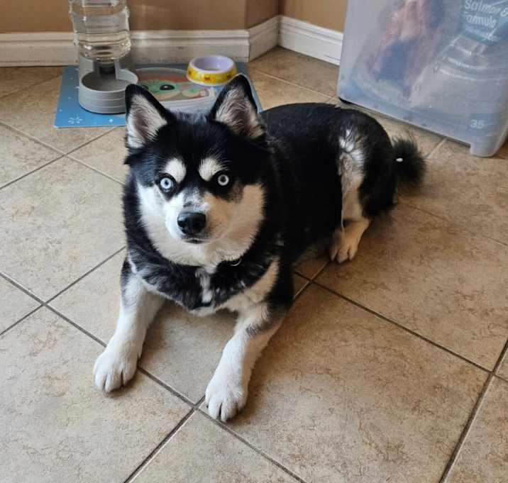 Photo of Scout