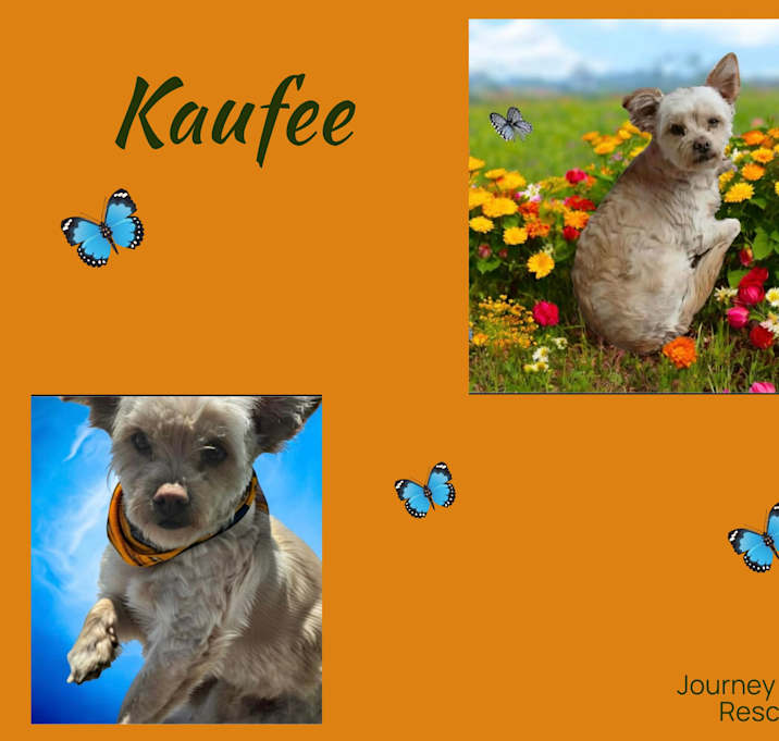Photo of Kaufee