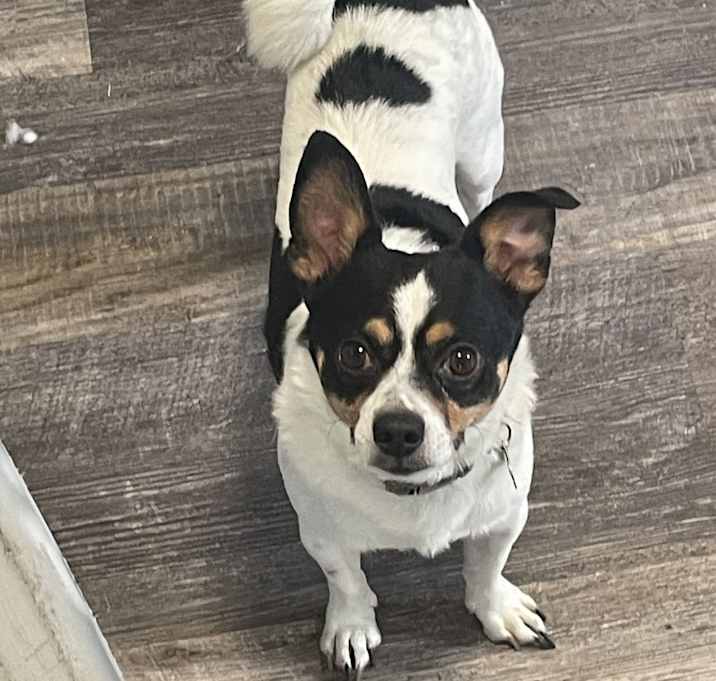 Photo of Romeo