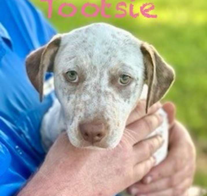 Photo of Tootsie