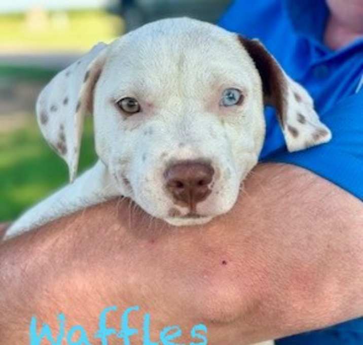 Photo of Waffles meet me 6/7