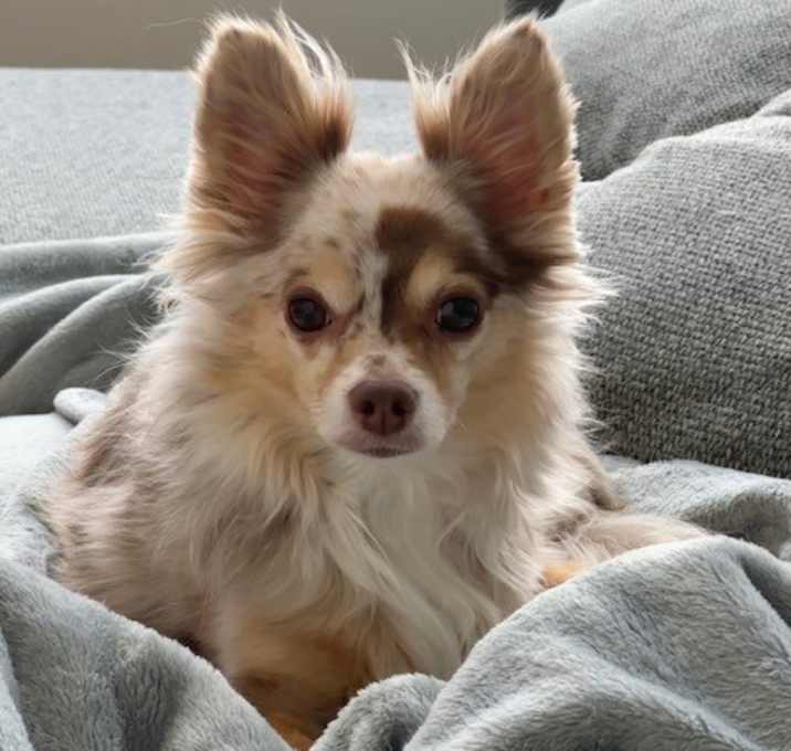 Photo of Hercules