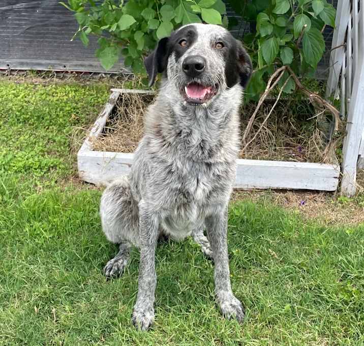 Photo of Whiskey 25-05-048