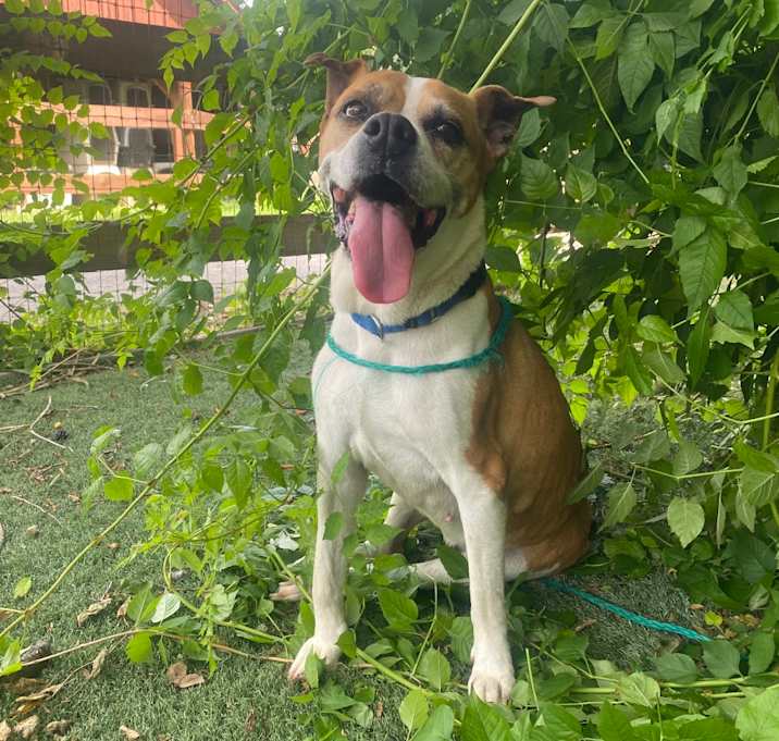 Photo of Barky