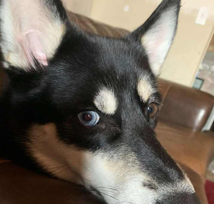 Photo of Mira