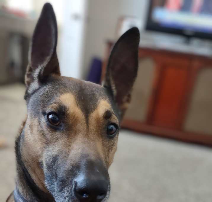 Photo of Ginger