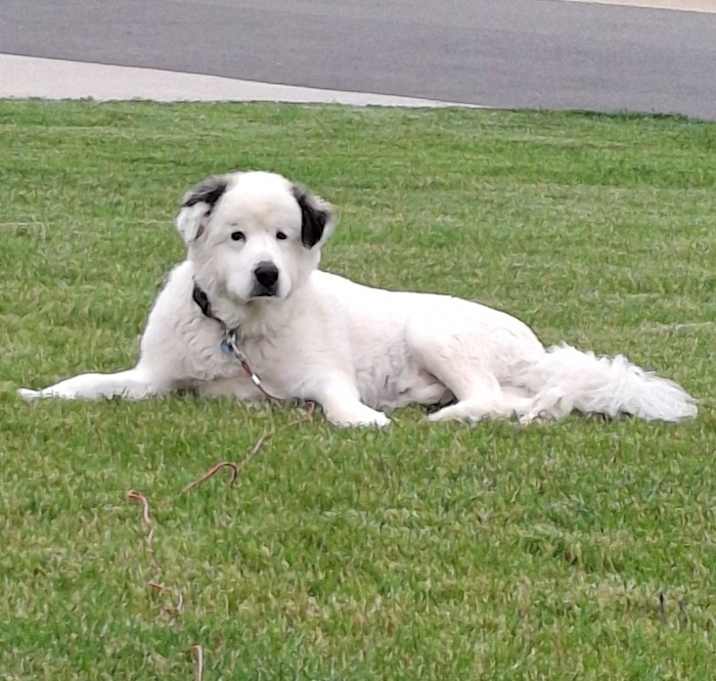Photo of Skye