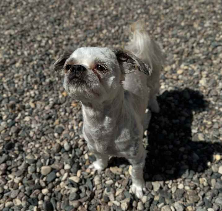 Photo of Elijah Woof