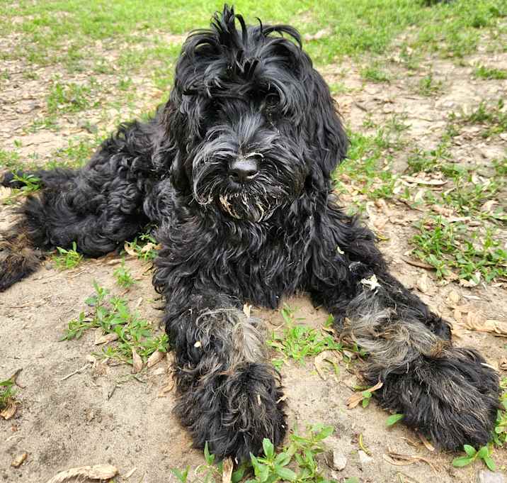 Photo of Lyric
