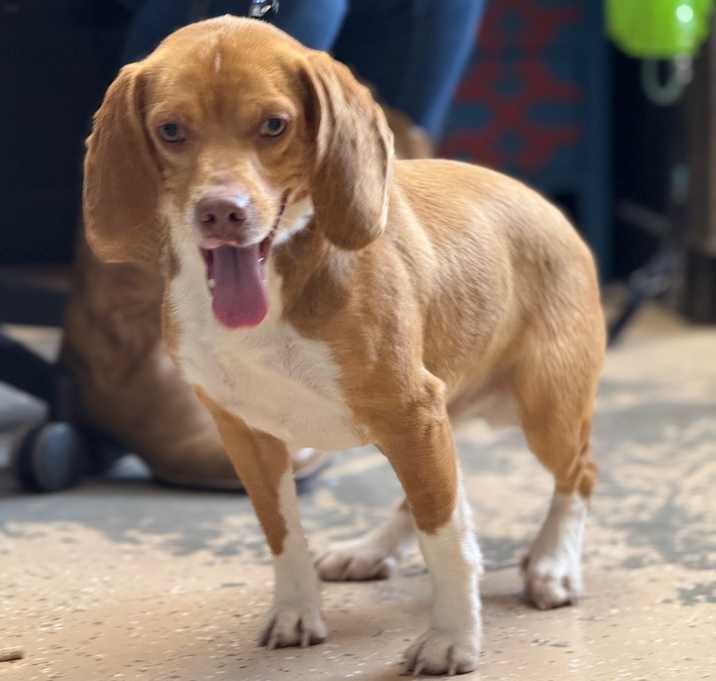 Photo of Buck