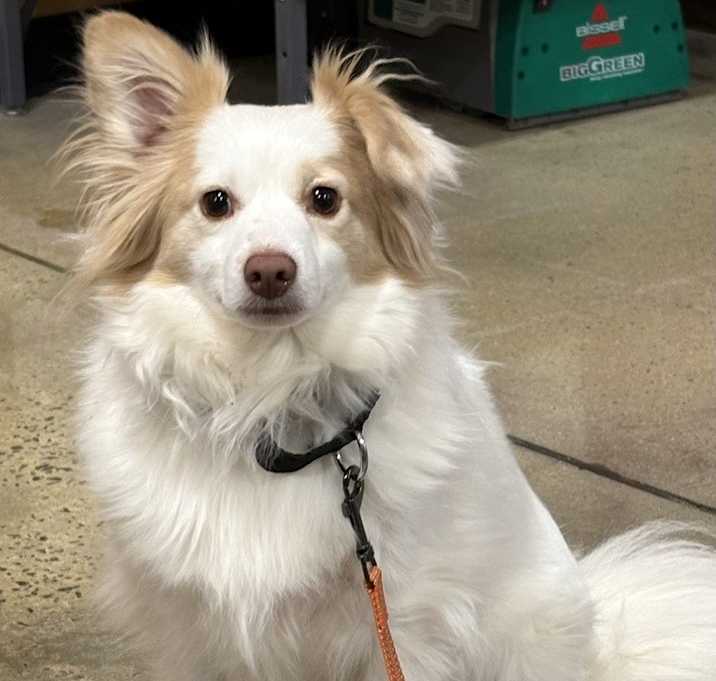 Photo of Tango Mango