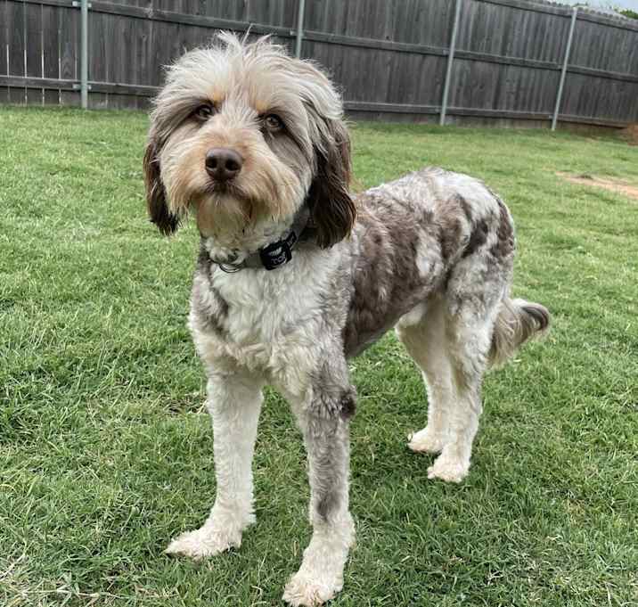 Photo of Max
