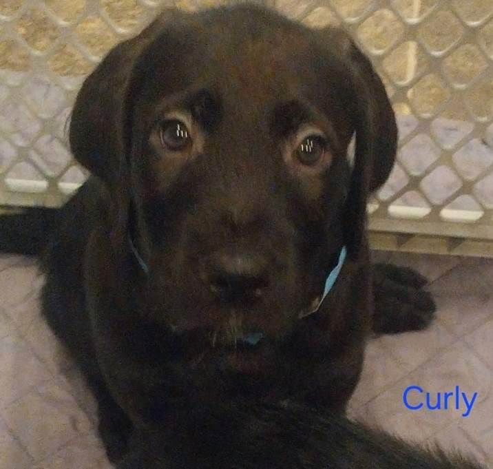 Photo of Curly