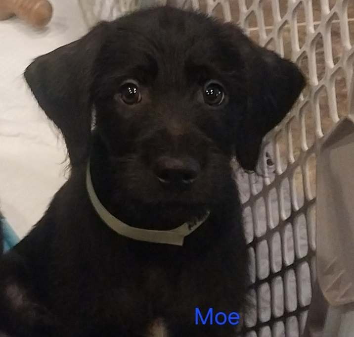 Photo of Moe