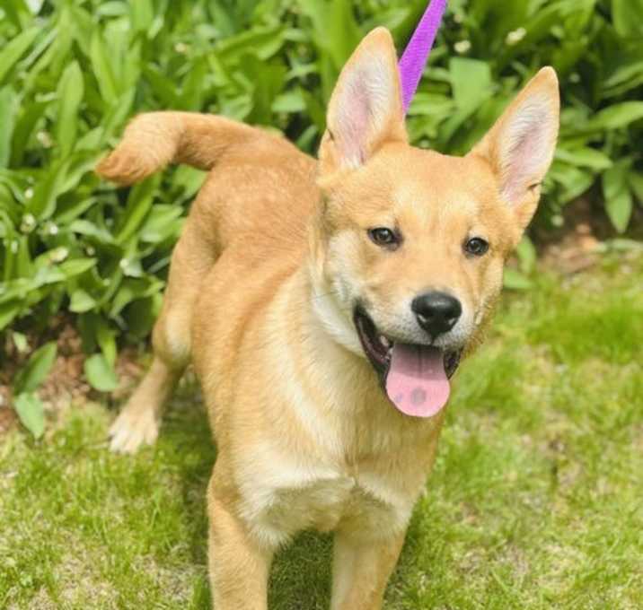Photo of AVAIL 5/30 Scrappy 3 months male