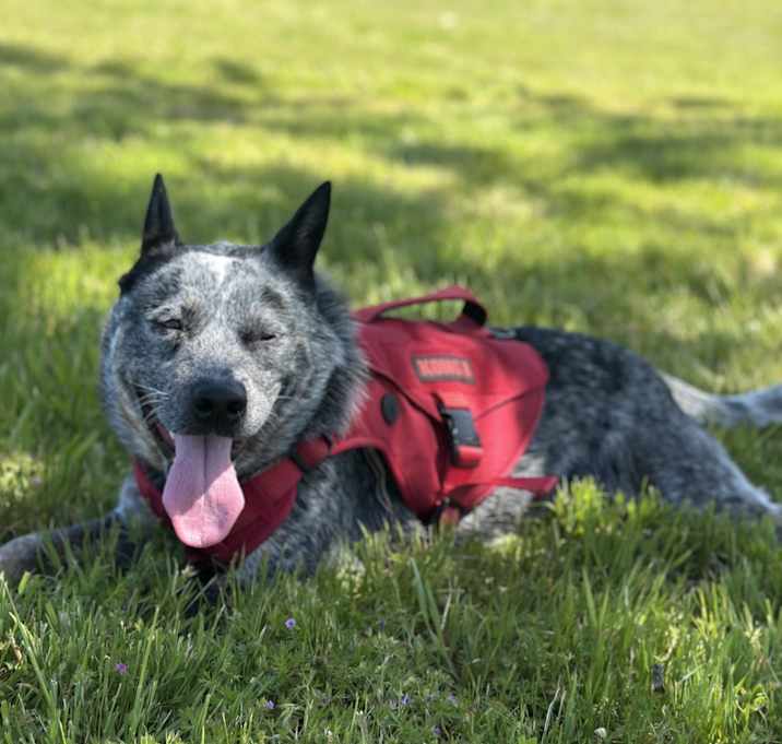 Photo of Titus (Breed not listed-Blue Heeler)