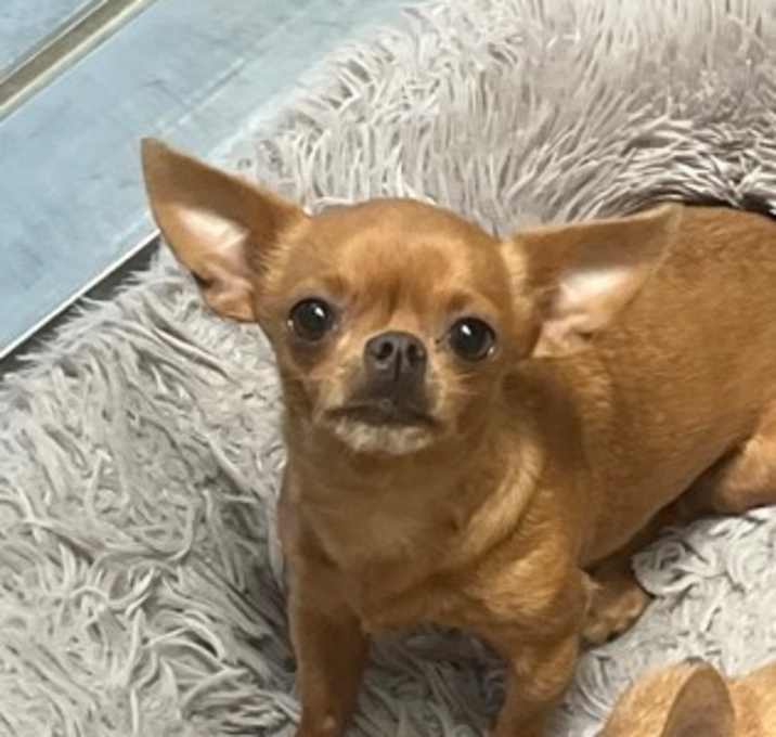 Photo of Honey