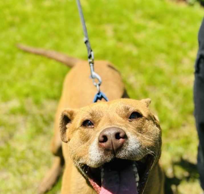 Photo of Mojo 4 years male