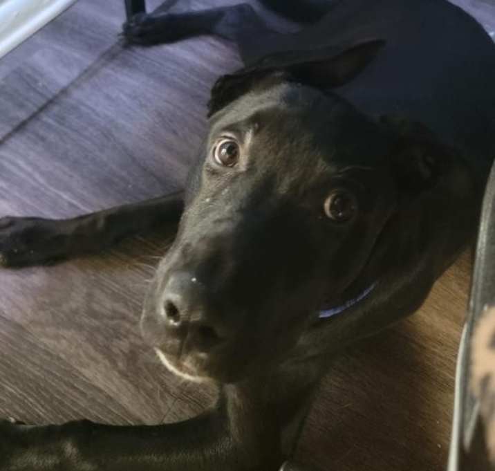 Photo of Bo