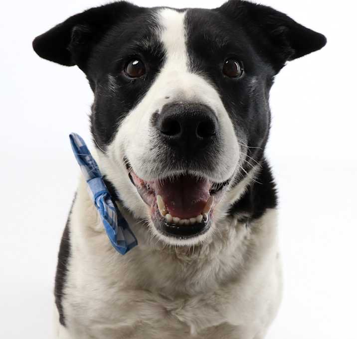 Photo of Holstein