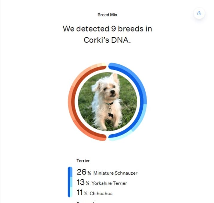 Photo of Corki