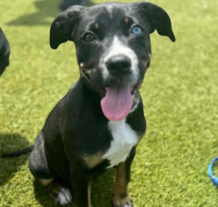 Photo of Nova