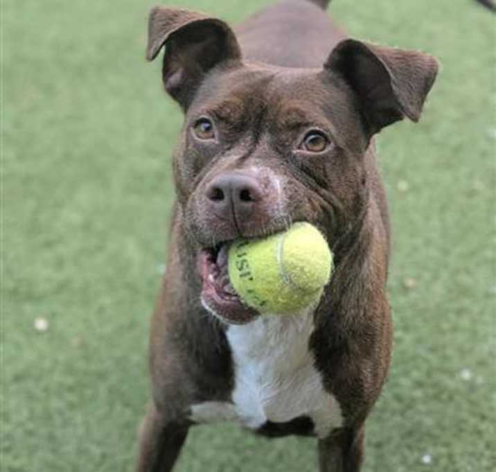 Photo of Ruby
