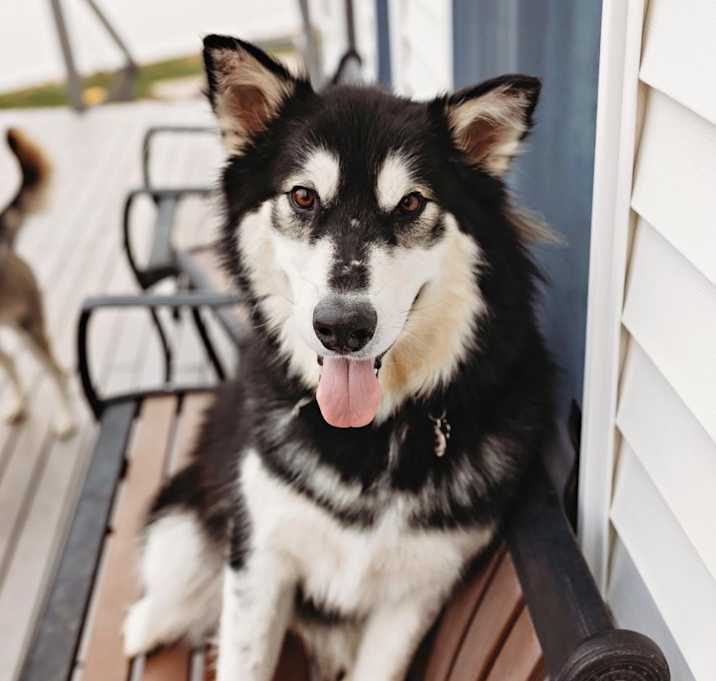 Photo of Kida