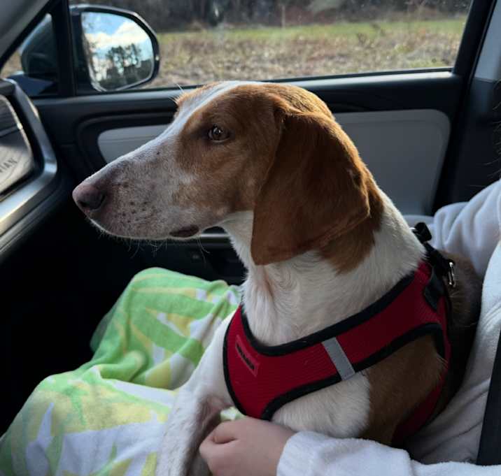 Photo of Sadie