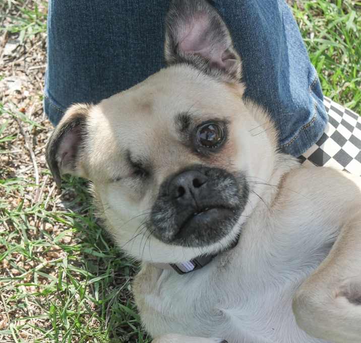 Photo of Layla