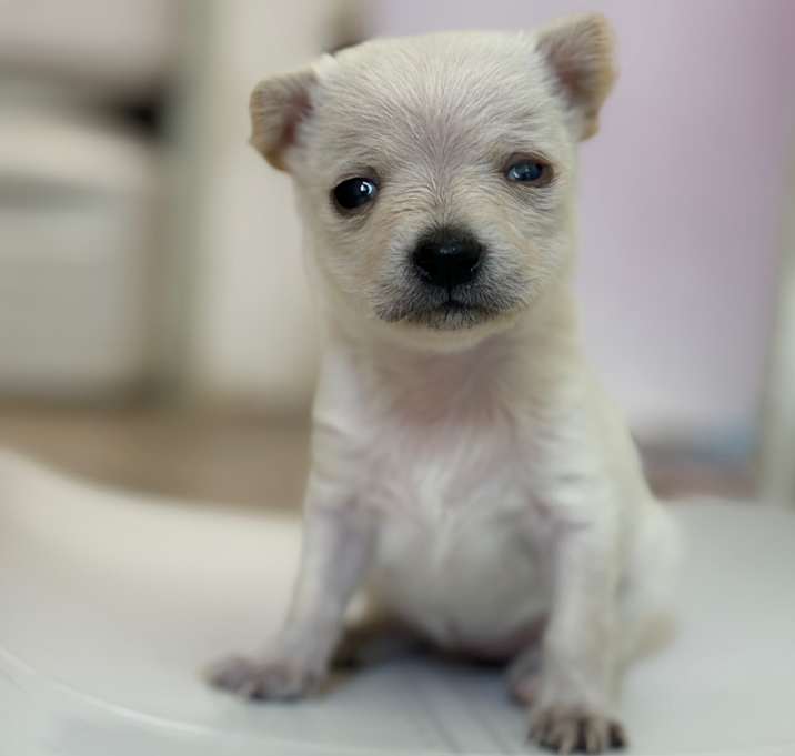 Photo of Sugar