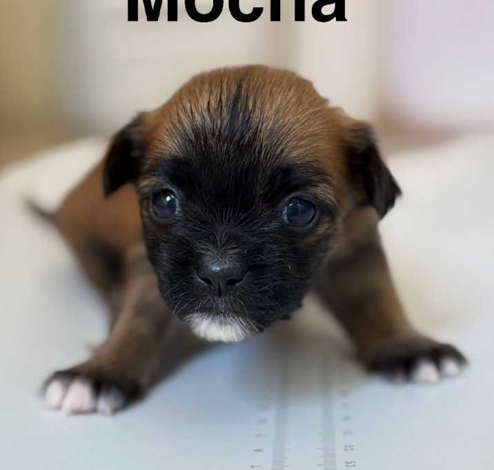 Photo of Mocha