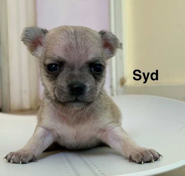 Photo of Syd