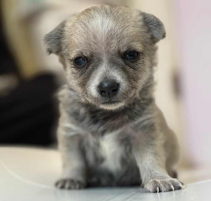 Photo of Bandit