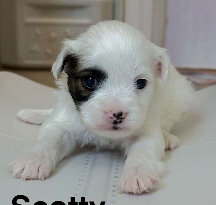 Photo of Scotty