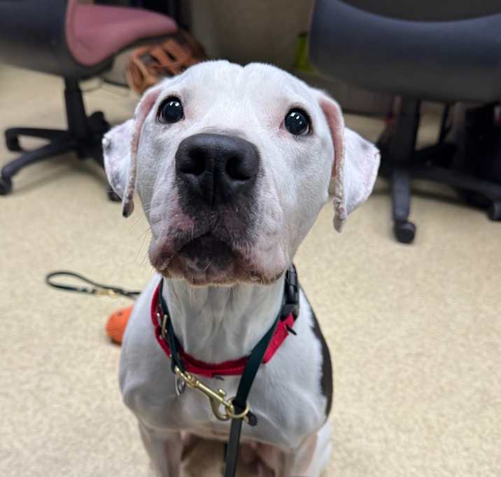 Photo of Clarabelle