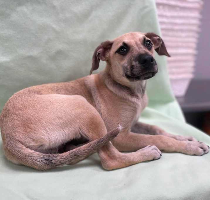 Photo of Skipper