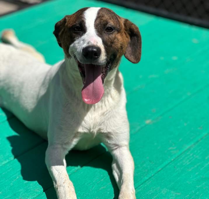 Photo of Chip