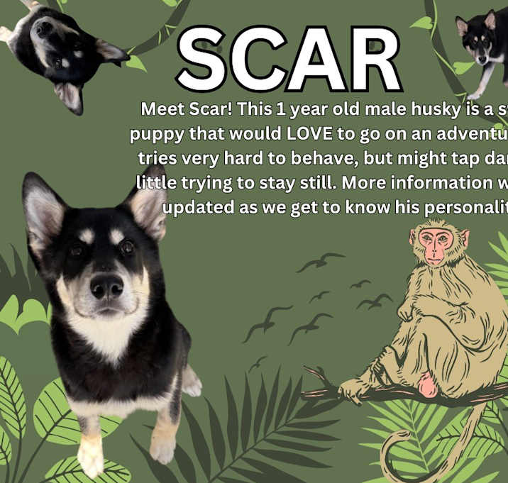 Photo of Scar