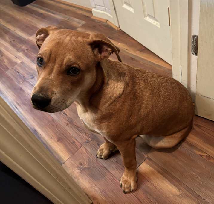 Photo of Rosie