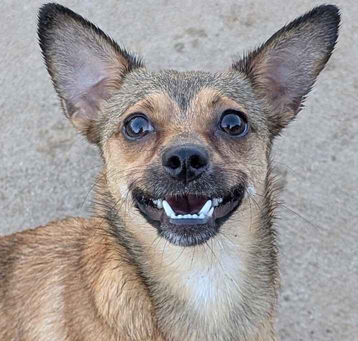 Photo of BRAD