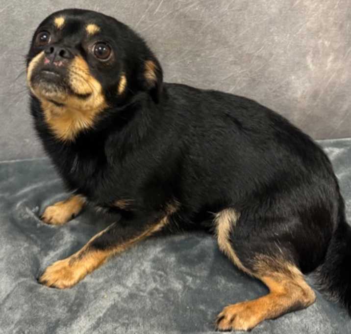 Photo of Ace