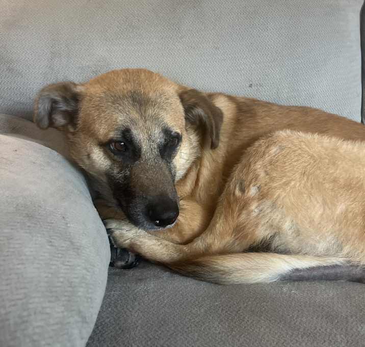 Photo of Scout