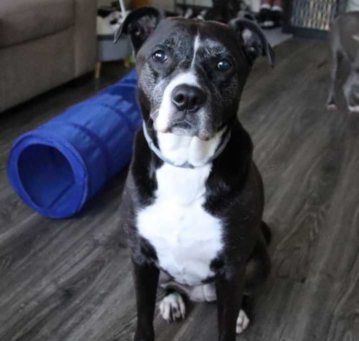 Photo of Benelli