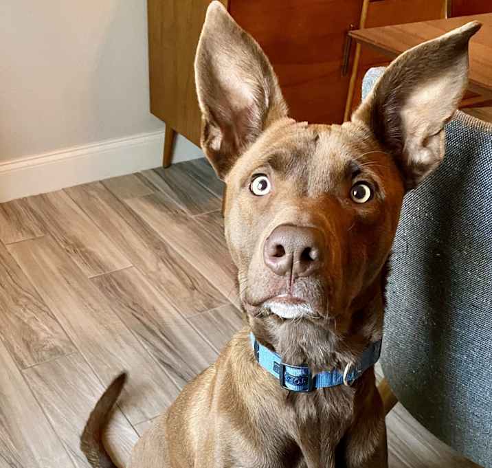Photo of Echo