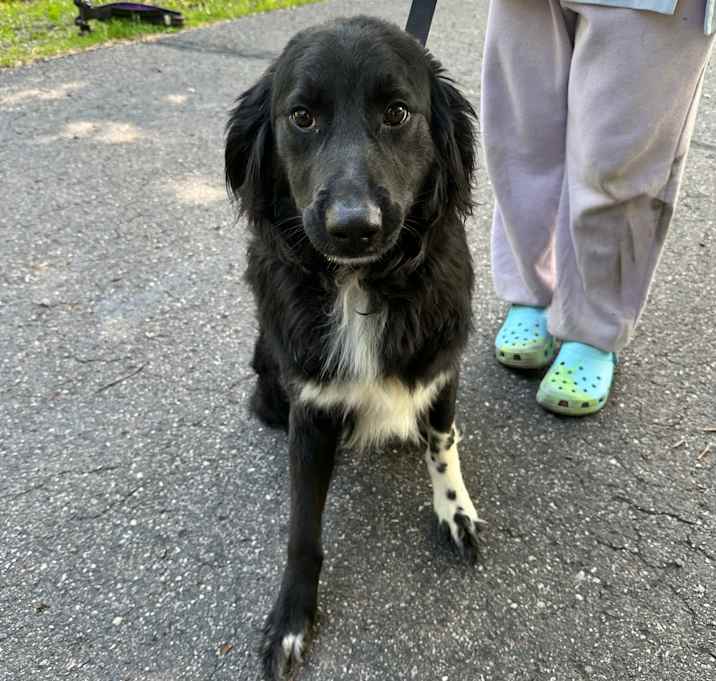 Photo of Bear